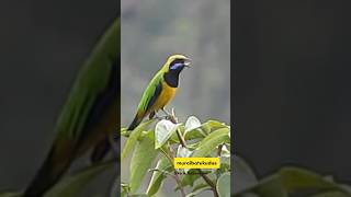 Download lagu Cucak Cungkok di Alam Liar #masteranburung #cucakgacor #birds mp3