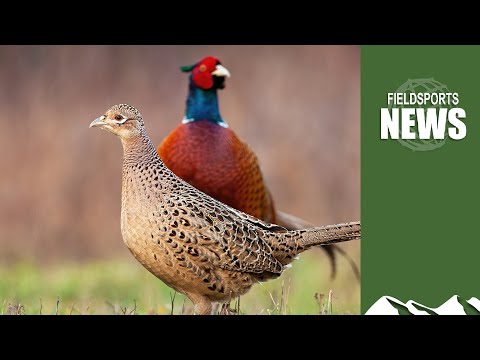 How DEFRA is trying to kill off gamebirds – Fieldsports News, 21 June 2023