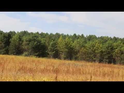 comment investir foret