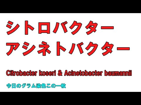 看護学科 今日のグラム染色この一枚 Citrobacter koseriによる尿路感染症と思ったらAcinetobacter baumanniiの菌血症
