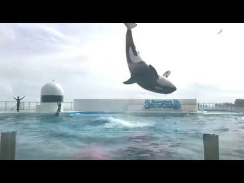 2018.09.30-13:00 鴨川シーワールド シャチショー