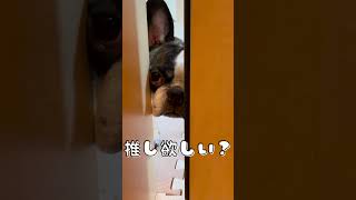 推し欲しいでしょ？
