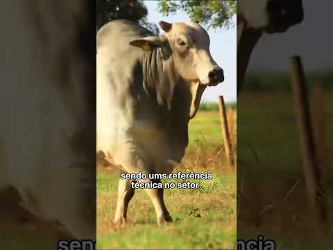 As maiores fazendas do Brasil 🚜🌾🧑🏻‍🌾