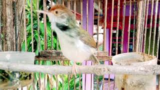 Download lagu Prenjak lumut gacor suara TAJAM speed rapat AMPUH buat pancingan prenjak bahan agar bunyi mp3
