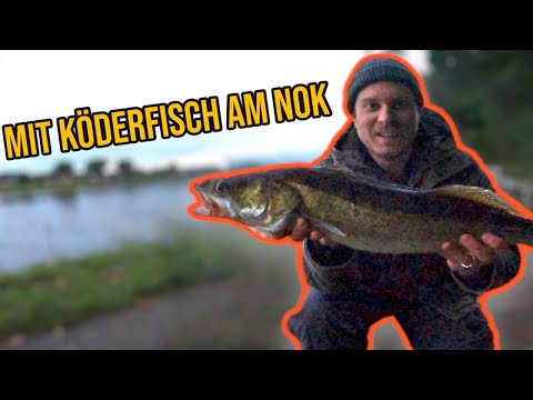Mit Köderfisch auf Zander am Nord-Ostsee-Kanal!