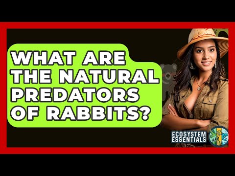 What Are The Natural Predators Of Rabbits? - Ecosystem Essentials