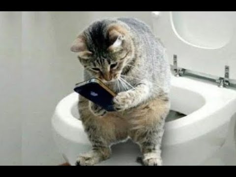 Funny and Cute Cat's Life 👯😺 Cats and Owners are the best friends Videos