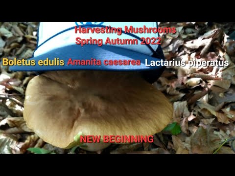 Harvesting Mushrooms Spring Autumn 2022 Boletus edulis, Amanita caesarea, Lactarius piperatus