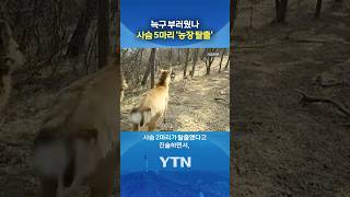 사슴을 조심하십시오... #shorts / YTN