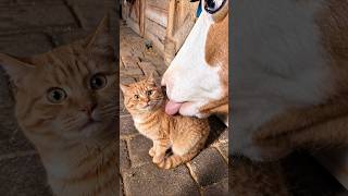 When a Cat Sees Another Animal 😂
