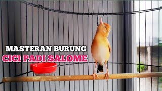 Download lagu KICAUAN CICI PADI KEPALA MERAH‼️ keren mirip suara kucing mp3 Download lagu KICAUAN CICI PADI KEPALA MERAH‼️ keren mirip suara kucing mp3