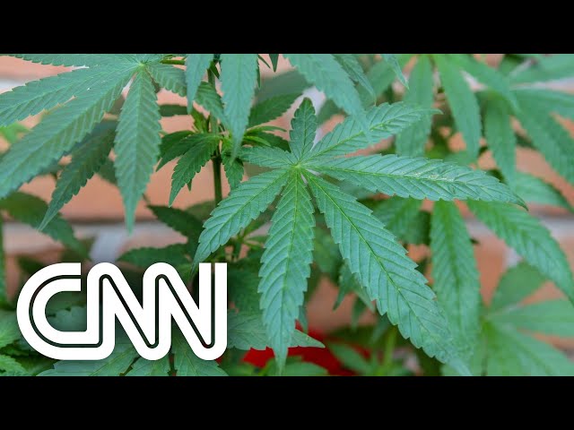 SP: Deputados aprovam fornecimento de Cannabis no SUS | LIVE CNN
