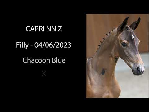 Capri NN Z (Chacoon Blue x Erco van 't Roosakker)
