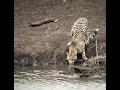 Nayak Nahi Khalnayak Hu Main Cheetah Vs Crocodile Magarmachh Vs Cheeta Khalnayaksong
