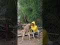 Busy Breeding Dogs