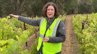 In the Vineyard at Mondavi's To Kalon, with Nova Cadamatre