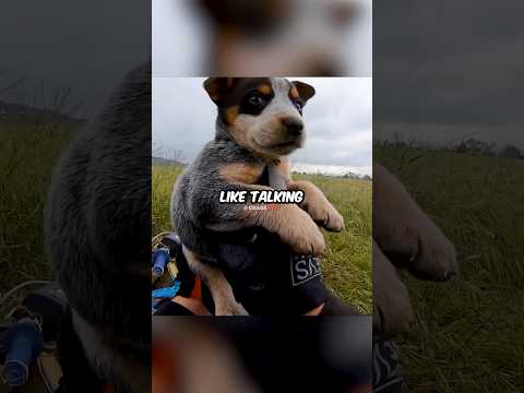 Biker Finds PUPPY Lost On Trail 🥲 Cred: @JoeyMac420