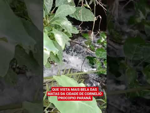 QUE VISTA MAIS LINDA DA NATUREZA  ESCONDIDAS DENTRO DA MATA DA CIDADE DE CORNELIO PROCOPIO PARANÁ 😎