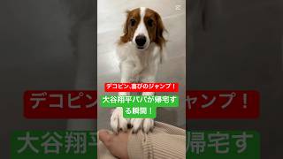 デコピン、喜びのジャンプ！大谷翔平パパが帰宅する瞬間！＃大谷翔平＃ドジャース#大谷＃デコピン＃真美子夫人＃佐々木希＃山本由伸#MLB #ホームラン.