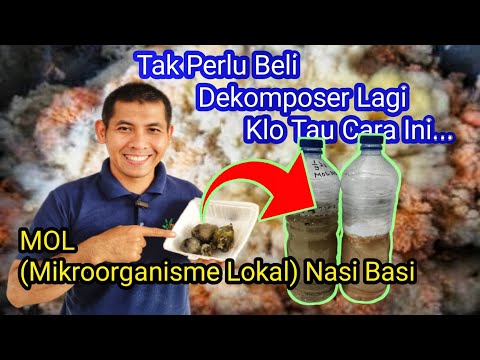 How to Make MOL from Stale Rice as an Affordable Alternative to Replace EM4 Decomposer