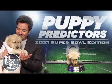 小狗預測超級碗LV的勝負 (Puppies Predict the Winner of Super Bowl LV)