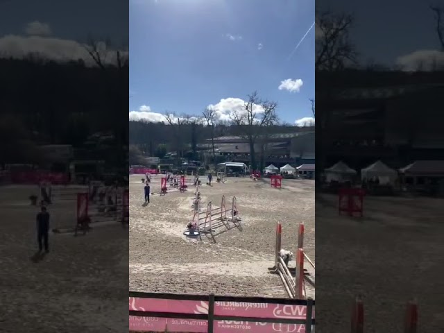 Poney de Sport  8 ans Connemara Part Bred 