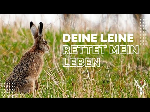Freilaufende Hunde gefährden Junghasen und Co | OÖ JagdTV