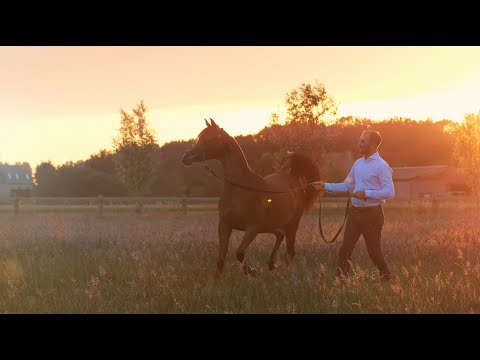 ⭐️ NAYA AL HMOUD ⭐️ ⁣(D Khair x Assalah Jaafar) - STC AUCTION 2022