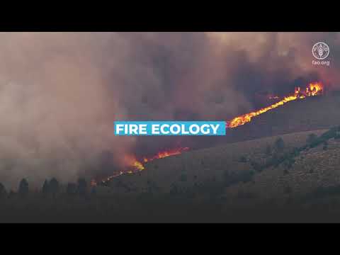 Forest fires: towards an integrated and resilient management of the territory