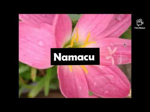 Seni Kuta Damu E Lomai Namacu - Mai Nabua Mai