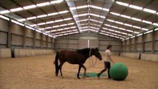 Breaking a horse in 3 DAYS; Scotch