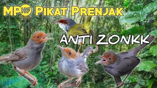 Download lagu SIAP-SIAP PANEN BURUNG PRENJAK PAKAI SUARA PIKAT INI 💯😱 mp3