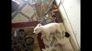 Puppy running in his sleep