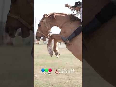 Jineteadas en la Fiesta Gaucha 2026 #MonteCristo 🇦🇷  #CaballosyPlaceres