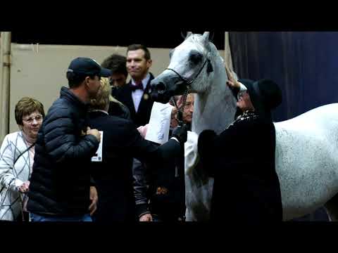 🌹 PERFINKA 🌹 - Gold Champion Senior Mare 🇺🇸 2019 US National