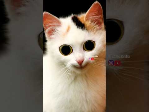 Cutest Cat Meme Compilation You'll Ever See! #shorts