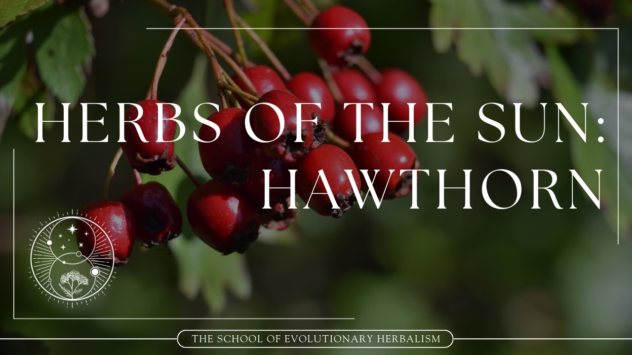 Hawthorn: Ally of the physical and spiritual heart