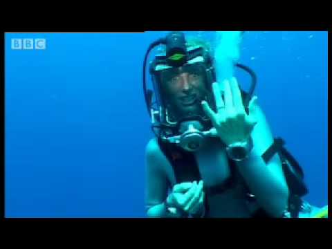 A visit to the tropical reef - Dive Caribbean - BBC wildlife