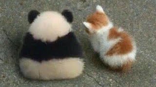 Download lagu 10 minutes of cute animals mp3