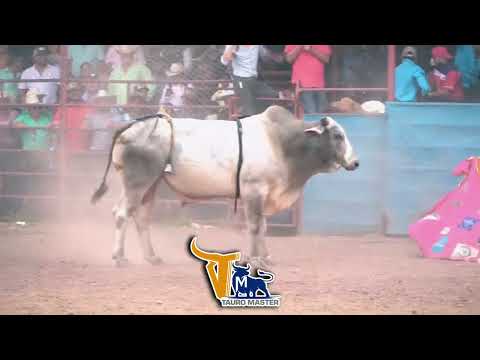 Presentacion de Hacienda Las Lajas en Teustepe Boaco en el Mero dia de Santa Rita con 12 Toros