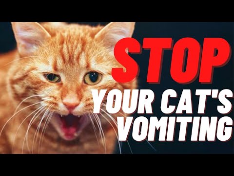 Chronic Vomiting Of Undigested Food In A Cat
