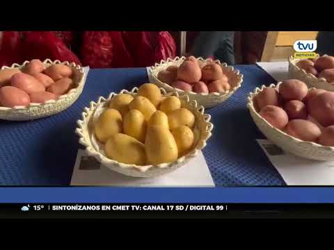 Presentan nuevas variedades de papas en Contulmo, Los Álamos y Arauco