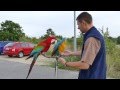 Cherry A Blue Free Flight Macaw Blue And Gold Macaw With Green W Bílá Voda Chodov