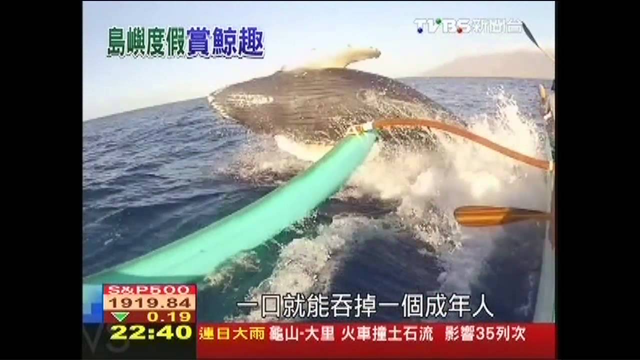 出海賞鯨正當季 夏威夷旅遊拚轉型