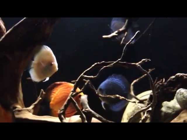 Discus fish tank update + bonus update