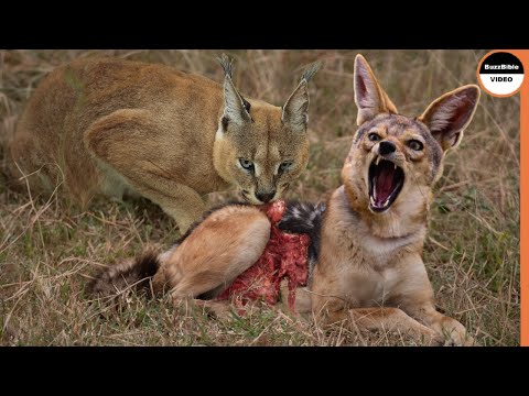 Jackals Are Vanquished By a Single Caracal