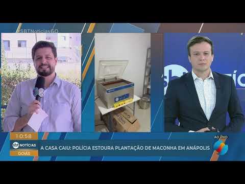 Polícia desmonta plantação de maconha em Anápolis
