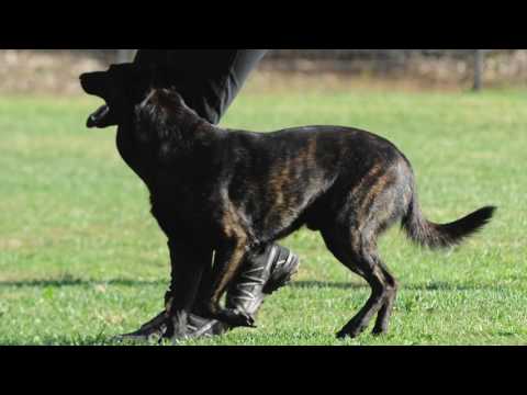 Gara Nazionale Obedience 29-11-2015 Iglesias