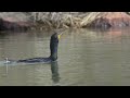 Cormorant Fish Swallow