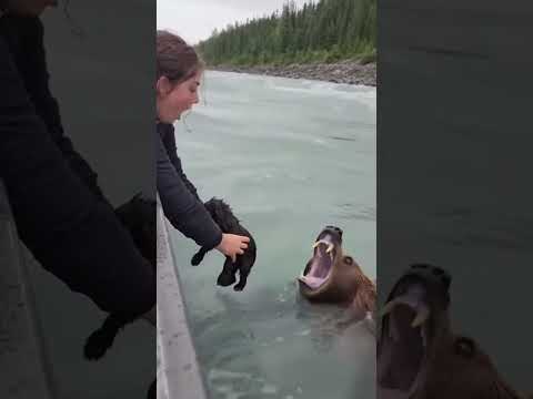 Bear beautifully saves her cub before sinking into the river